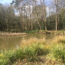 Dickies Pond at Pinewood-2